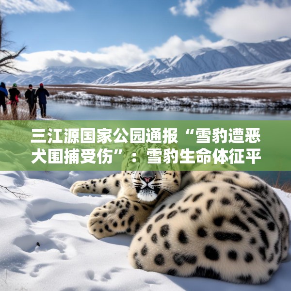 三江源国家公园通报“雪豹遭恶犬围捕受伤”：雪豹生命体征平稳，两只牧羊犬伤重死亡