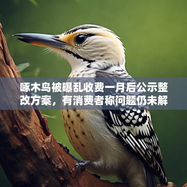 啄木鸟被曝乱收费一月后公示整改方案，有消费者称问题仍未解决